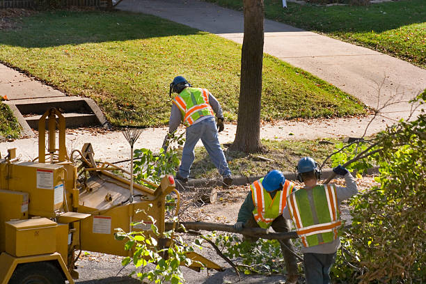 Cranston, RI Tree Services Company